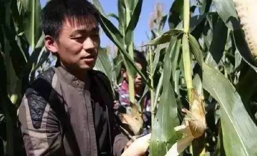 1.掰玉米主管5名、要求三年以上掰玉米經(jīng)驗：